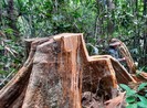 1 Hạt trưởng hạt Kiểm lâm và gia đình bị đe doạ