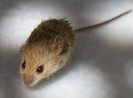Ngoài COVID-19, ‘Trung-Ấn cần hợp tác ngăn chặn hantavirus'