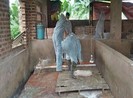 Phát hiện thêm 1 ổ dịch tả heo châu Phi