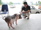 'Ngu như lợn' vẫn có thể trở thành 'nghệ sĩ'