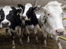 Israel: Không cần giết mổ, tạo ra thịt từ tế bào gốc