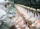 Bị tù 16 tháng vì đánh cắp thịt gà trả nợ tín dụng đen