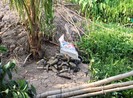 Vẫn chưa bồi thường thiệt hại cho dân bị ảnh hưởng ô nhiễm