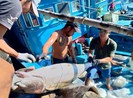EU sẽ sang Việt Nam kiểm tra về việc khắc phục 'thẻ vàng'