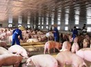 Việt Nam xuất gần 70 tấn thịt heo đông lạnh sang Hong Kong