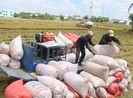Nóng: Bộ Công Thương công bố hạn ngạch xuất 400.000 tấn gạo