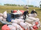 Nhiều bí ẩn về việc đăng ký xuất khẩu gạo lúc... nửa đêm