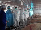 Một số địa phương đang tái phát dịch tả heo châu Phi
