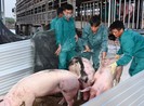 Cách ly 45 ngày lô heo bố mẹ đầu tiên nhập khẩu về Việt Nam