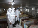 Sẽ có 11 triệu heo con phục vụ nuôi thương phẩm