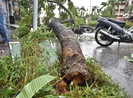 1 người chết, 29 người bị thương do bão số 5