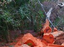 Thêm vụ phá rừng quy mô lớn tại Vườn quốc gia Yok Đôn
