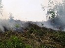 Điều tra vụ phá rừng rồi phóng hỏa để xóa dấu vết