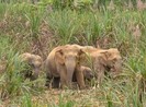 6 voi rừng kéo về quậy phá, dân lo lắng
