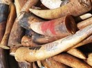 Chặn đứng 225 kg ngà voi trên đường ra Hà Nội