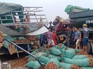 Xe tải tông xe đầu kéo, 3 người thương vong
