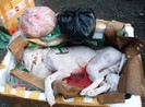 Nội tạng và thịt chó hôi thối suýt lên bàn nhậu