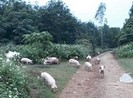 Truy tìm người vứt 100 con heo xuống đường