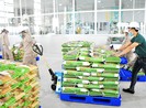 Giải mã “ôsin của nền kinh tế” Việt còn yếu