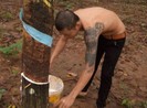 Bí thư Bình Phước yêu cầu xử lý vụ cướp mủ cao su