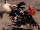 Đá gà ăn tiền bị phạt 1,5 triệu đồng
