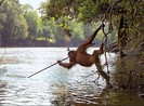 5 loài vật có trí thông minh như người
