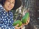 Hy hữu: Kiếm tiền tỉ từ 'cây bơ vàng độc nhất vô nhị'