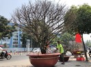 Tết: Mai hơn 2 tỉ, hồng Sapa, chuột tài lộc… tràn về TP.HCM