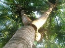 Đòi hàng xóm bồi thường 45 triệu vì chặt tàu dừa