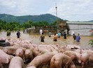 Cứu hơn ngàn con heo trong lũ dữ