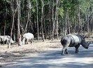 Tê giác con đầu tiên chào đời tại Vinpearl Safari Phú Quốc