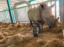 Vinpearl Safari Phú Quốc đón 2 cá thể tê giác chào đời