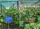 Làm sống lại những cây thuốc quý hiếm tại Việt Nam