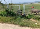 Cao tốc Đà Nẵng - Quảng Ngãi bị tháo rào chắn để trâu bò đi