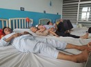 Uống máu con nưa, 11 người nhập viện