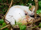 Kỳ lạ mèo đẻ con trong chiếc tổ chim trên cây
