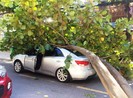 Cây lớn bật gốc đè trúng ô tô đang chạy ở Đà Nẵng