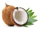 Một cuốn sách kỳ diệu về dừa
