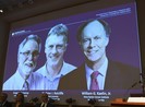 Nobel Y học 2019: Vinh danh phát hiện tế bào thích nghi ôxy