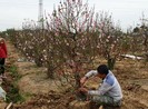Đào tết bung nở sớm, người làng hoa khóc ròng