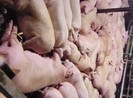 Tiêu hủy, xử lý mạnh cơ sở tiêm thuốc an thần cho heo