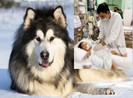 Bé trai 2 tuổi bị chó Alaska cắn rách khí quản