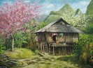 Có những mùa hoa vùng cao đẹp như một giấc mộng