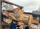10 người Khánh Hòa sang Đắk Lắk phá rừng bị khởi tố
