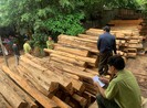 Bắt chủ xưởng mua bán gỗ trái phép ở Gia Lai
