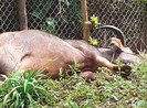 Bắn hạ trâu điên húc nhiều người bị thương