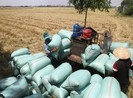 Cử tri An Giang phản ánh bị 1 công ty lương thực ép giá lúa