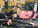 Cây gãy nhánh, đổ vào sân trường sau cơn mưa lớn ở quận 1