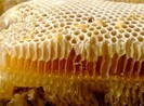 Nhiều cán bộ ở Bà Rịa - Vũng tàu bị lừa mua mật ong rừng