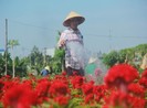 Bà con làng hoa ở TP.HCM chạy nước rút cho vụ tết